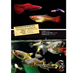 Mon Grand Animalier des Bébés