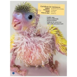 Mon Grand Animalier des Bébés